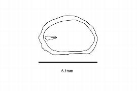   Embryo:   Paeonia obovata ; Illustration by K. Parker, Kirkbride et al. (2006)
